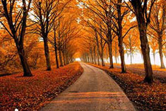 Careers in Sustainability