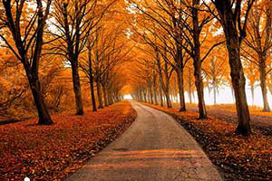 Careers in Sustainability