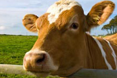 The Profound Lesson Cows Can Teach Us About Leading People