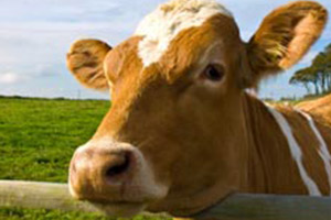 The Profound Lesson Cows Can Teach Us About Leading People