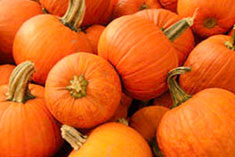 Pumpkins for the CTU Aurora Punkin Chukin Event